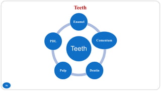 Teeth
56
Teeth
Enamel
Cementum
Dentin
Pulp
PDL
 
