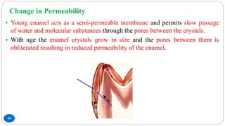 Change in Permeability
59
• Young enamel acts as a semi-permeable membrane and permits slow passage
of water and molecular substances through the pores between the crystals.
• With age the enamel crystals grow in size and the pores between them is
obliterated resulting in reduced permeability of the enamel.
 