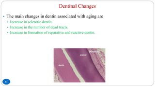 Dentinal Changes
61
• The main changes in dentin associated with aging are
• Increase in sclerotic dentin.
• Increase in the number of dead tracts.
• Increase in formation of reparative and reactive dentin.
 