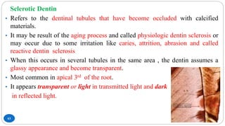 Sclerotic Dentin
63
• Refers to the dentinal tubules that have become occluded with calcified
materials.
• It may be result of the aging process and called physiologic dentin sclerosis or
may occur due to some irritation like caries, attrition, abrasion and called
reactive dentin sclerosis
• When this occurs in several tubules in the same area , the dentin assumes a
glassy appearance and become transparent.
• Most common in apical 3rd of the root.
• It appears transparent or light in transmitted light and dark
in reflected light.
 