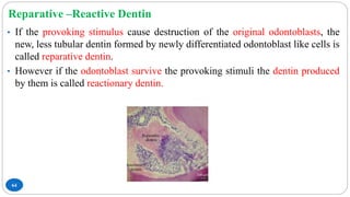 Reparative –Reactive Dentin
64
• If the provoking stimulus cause destruction of the original odontoblasts, the
new, less tubular dentin formed by newly differentiated odontoblast like cells is
called reparative dentin.
• However if the odontoblast survive the provoking stimuli the dentin produced
by them is called reactionary dentin.
 