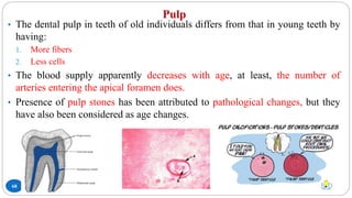 Pulp
68
• The dental pulp in teeth of old individuals differs from that in young teeth by
having:
1. More fibers
2. Less cells
• The blood supply apparently decreases with age, at least, the number of
arteries entering the apical foramen does.
• Presence of pulp stones has been attributed to pathological changes, but they
have also been considered as age changes.
 