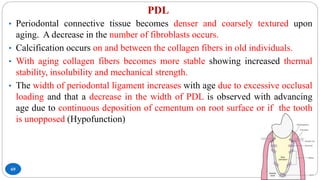 PDL
69
• Periodontal connective tissue becomes denser and coarsely textured upon
aging. A decrease in the number of fibroblasts occurs.
• Calcification occurs on and between the collagen fibers in old individuals.
• With aging collagen fibers becomes more stable showing increased thermal
stability, insolubility and mechanical strength.
• The width of periodontal ligament increases with age due to excessive occlusal
loading and that a decrease in the width of PDL is observed with advancing
age due to continuous deposition of cementum on root surface or if the tooth
is unopposed (Hypofunction)
 