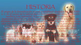 HISTORIA
El origen de la domesticación animal se estableció alrededor del año 9000
a. C. en el suceso de la sedimentación humana conocido como revolución
neolítica.[cita requerida] Se comenzó a utilizar a los animales con
propósitos alimenticios, pero tiempo después se descubrió que podían ser
utilizados como herramientas de caza o compañeros de caza, adoptando un
valor más productivo como tales que como alimento. Los animales fueron
constantemente relacionados con la identidad de las diferentes clases
sociales en la historia, ya que la capacidad económica permitía poseer
valuadas y exóticas especies de animales y plantas.
El origen de la domesticación de animales es inexacto, pero se cree que
comenzó cuando el ser humano se dio cuenta de que necesitaba establecer
lazos entre él y la naturaleza para su supervivencia y desarrollo. Se estima
que los perros, una de las primeras especies animales domesticadas, han sido
criados como animales de compañía por alrededor de 10.000 años.
 