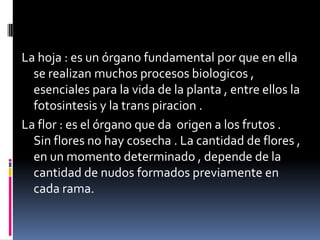 La hoja : es un órgano fundamental por que en ella
  se realizan muchos procesos biologicos ,
  esenciales para la vida de la planta , entre ellos la
  fotosintesis y la trans piracion .
La flor : es el órgano que da origen a los frutos .
  Sin flores no hay cosecha . La cantidad de flores ,
  en un momento determinado , depende de la
  cantidad de nudos formados previamente en
  cada rama.
 