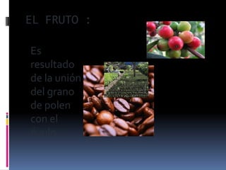 EL FRUTO :

Es
resultado
de la unión
del grano
de polen
con el
óvulo.
 