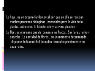 La hoja : es un órgano fundamental por que en ella se realizan
   muchos procesos biologicos , esenciales para la vida de la
   planta , entre ellos la fotosintesis y la trans piracion .
La flor : es el órgano que da origen a los frutos . Sin flores no hay
   cosecha . La cantidad de flores , en un momento determinado
   , depende de la cantidad de nudos formados previamente en
   cada rama.
 