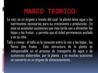 MARCO TEORICO
La raíz: es un órgano a través del cual la planta toma agua y los
   nutrimentos necesarios para su crecimiento y producción . En
   esta se acomulan sustancias que mas tarde van a alimentar las
   hojas y los frutos , y permite que el árbol permanezca anclado
   y en su sitio.
Tallo y ramas : el tallo es la conexión entre la raíz y las hojas , las
   flores ylos frutos . Esta estructura de la planta es
   indispensable en el proceso de transporte de agua y de
   sustancias elaboradas por la planta , y en muchas ocasiones
   se convierte en un órgano de almacenamiento .
 