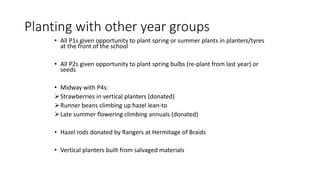Planting with other year groups
• All P1s given opportunity to plant spring or summer plants in planters/tyres
at the front of the school
• All P2s given opportunity to plant spring bulbs (re-plant from last year) or
seeds
• Midway with P4s:
Strawberries in vertical planters (donated)
Runner beans climbing up hazel lean-to
Late summer flowering climbing annuals (donated)
• Hazel rods donated by Rangers at Hermitage of Braids
• Vertical planters built from salvaged materials
 
