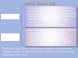 Perubahan degeneratif cenderung melibatkan sitoplasma sel,
sedang nukleus mempertahankan integritas sel selama sel tdk
mengalami jejas letal.
1. JEJAS
SUBLETAL
• Tjd bila stimulus menyebabkan sel cedera
dan menunjukkan perubahan morfologis
tetapi sel tidak mati. Perubahan subletal ini
bersifat reversibel, bila stimulus dihentikan
maka sel akan kembali pulih seperti
semula.
• Jejas subletal = proses degeneratif.
2. JEJAS
LETAL
• Bila stimulus yg menyebabkan sel cedera
cukup berat dan berlangsung lama,
melebihi kemampuan sel utk
beradaptasi maka akan menyebabkan
kerusakan sel yg bersifat ireversibel yg
berlanjut pada kematian sel
 