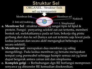 ORGANEL : Struktur fisik
sel yg terorganisir
Membran sel
1. Sitoplasmal
Membran Inti
2. Inti sel/nukleus
a. Membran Sel : struktur elastis yg sangat tipis td lipid &
protein. Fungsi : penyaring selektif zat-zat tertentu, memberi
bentuk sel, melekatkannya pada sel lain, bekerja sbg pintu
gerbang dari dan ke sel (hanya zat-zat tertentu saja lewat pada
kedua jurusan dan secara aktif mengangkut beberapa zat
secara selektif).
b. Membran inti : merupakan dua membran yg saling
mengelilingi. Pada kedua membran yg bersatu merupakan
tempat yang permeabel sehingga hampir semua zat yg larut
dapat bergerak antara cairan inti dan sitoplasma.
c. Komplek golgi → Berhubungan dgn RE berfungsi memproses
senyawa yg ditransfer RE kemudian disekresikan.
Nukleoli
 