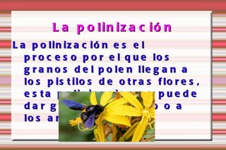La polinización La polinización es el proceso por el que los granos del polen llegan a los pistilos de otras flores, esta polinizacion se puede dar gracias al viento o a los animales. 