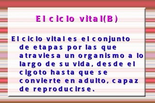 El ciclo vital(B) El ciclo vital es el conjunto de etapas por las que atraviesa un organismo a lo largo de su vida, desde el cigoto hasta que se convierte en adulto, capaz de reproducirse. 