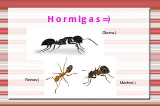 Hormigas=) Obrera:) Reinas:) Machos:) 