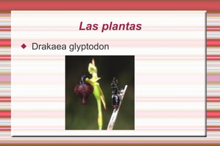Las plantas Drakaea glyptodon 