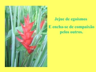 Jejue de egoísmos  E encha-se de compaixão pelos outros. 