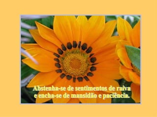 Abstenha-se de sentimentos de raiva e encha-se de mansidão e paciência.