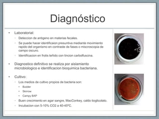 Diagnóstico
• Laboratorial:
• Deteccion de antigeno en materias fecales.
• Se puede hacer identificaion presuntiva mediante movimiento
rapido del organismo en contraste de fases o miscroscopia de
campo oscuro.
• Identificacion en frotis teñido con tincion carbolfuscina.
• Diagnostico definitivo se realiza por aislamiento
microbiologico e identificacion bioquimica bacteriana.
• Cultivo:
• Los medios de cultivo propios de bacteria son:
• Butzler
• Skirrow
• Campy BAP
• Buen crecimiento en agar sangre, MacConkey, caldo tioglicolato.
• Incubacion con 5-10% CO2 a 40-45ºC.
 