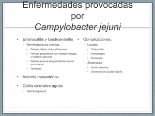 Enfermedades provocadas
por
Campylobacter jejuni
• Enterocolitis y Gastroenteritis
• Manifestaciones clínicas:
• Diarrea, fiebre, dolor abdominal.
• Periodo prodrómico con cefalea, mialgia
y malestar general.
• Diarrea acuosa-sanguinolenta con/sin
pus o moco.
• Tenesmo.
• Adenitis mesentérica
• Colitis ulcerativa aguda
• Hematoquecia
• Complicaciones:
• Locales
• Colecistitis
• Pancreatitis
• Peritonitis
• Sistemicas
• Artritis reactiva
• Sindrome de Guillain-Barré
 