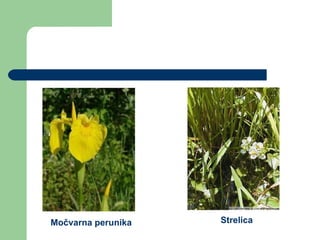 Močvarna perunika Strelica 