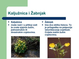 Kaljužnica i Žabnjak Kaljužnica može rasti i u plitkoj vodi te cvate sjajnim žutim, jednostrukim ili dvostrukim cvjetovima.  Žabnjak Ima dva oblika listova. To je prilagodba na potpunije iskorištavanje svjetlosti. Cvijeta malim žutim cvjetovima.  