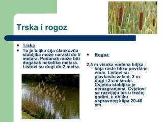 Trska i rogoz Trska To je biljka čija člankovita stabljika može narasti do 5 metara. Podanak može biti dugačak nekoliko metara. Listovi su dugi do 2 metra. Rogoz 2,5 m visoka vodena biljka  koja raste blizu površine vode. Listovi su plavkasto zeleni, 2 m dugi i 2 cm široki. Cvjetna stabljika je nerazgranjena. Cvjetovi se razvijaju tek u trećoj godini, u obliku uspravnog klipa 20-40 cm.  