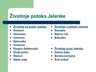 Životinje potoka Jelenke Životinje uz potok Jelenku   Komarci Zelembać Vretence Bjelouška Vodomar Pjegavi daždevnjak Divlje patke Štakori Bijele rode Životinje u potoku Jelenka Bezupka Riječni rak  Babuška  Životinje u(uz) Jelenku Zelena žaba Barska kornjača Žuti mukač 