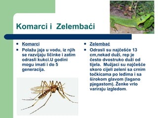 Komarci i  Zelembaći Komarci Polažu jaja u vodu, iz njih se razvijaju ličinke i zatim odrasli kukci.U godini mogu imati i do 5 generacija. Zelembać Odrasli su najčešće 13 cm,nekad duži, rep je često dvostruko duži od tijela.  Mužjaci su najčešće skoro cijeli zeleni sa crnim točkicama po leđima i sa širokom glavom (lagano pjegastom). Ženke vrlo variraju izgledom .  