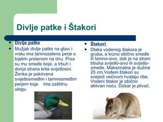 Divlje patke i Štakori Divlje patke Mužjak divlje patke na glavi i vratu ima tamnozeleno perje s bijelim prstenom na dnu. Prsa su mu smeđe boje, a trbuh i donja strana krila svijetlosivi.  Ženka je pokrivena svijetlosmeđim i tamnosmeđim perjem koje  ima zaštitnu ulogu.  Štakori  Dlaka vodenog štakora je gruba, a krzno obično smeđe ili tamno-sivo, dok je na strani trbuha svijetlo-sivo ili svijetlo-smeđe. Maksimalne je dužine 25 cm.Vodeni štakori su svejedi većinom hvataju ribe. Vodeni štakor je obično aktivan noću. Dobar je plivač. 
