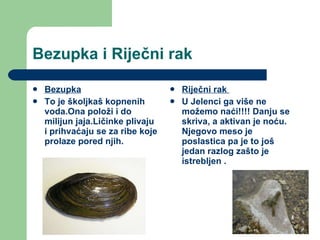 Bezupka i Riječni rak  Bezupka To je školjkaš kopnenih voda.Ona položi i do milijun jaja.Ličinke plivaju i prihvaćaju se za ribe koje prolaze pored njih. Riječni rak  U Jelenci ga više ne možemo naći!!!! Danju se skriva, a aktivan je noću. Njegovo meso je poslastica pa je to još jedan razlog zašto je  istrebljen . 
