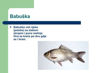 Babuška Babuška voli rijeke (potoke) sa slabom strujom i puno raslinja.  Ona se kreće po dnu gdje se i hrani.   