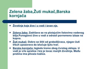 Zelena žaba,Žuti mukač,Barska kornjača Životinje koje žive i u vodi i izvan nje. Zelena žaba:  Zadržava se na plutajućim listovima vodenog bilja.Punoglavci žive u vodi a odrasli povremeno izlaze na kopno. Žuti mukač:  Dobro se štiti od grabežljivaca, njegov žuti trbuh upozorava da izlučuje ljutu tvar. Barska kornjača:  Izgleda tromo zbog čvrstog oklopa. U vodi je vrlo spretna i brz je lovac manjih životinja. Među prstima ima plivaće kožice. 
