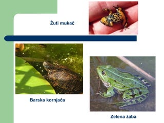 Žuti mukač  Barska kornjača Zelena žaba 