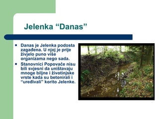 Jelenka “Danas” Danas je Jelenka podosta zagađena. U njoj je prije živjelo puno više organizama nego sada. Stanovnici Popovače nisu bili svjesni da uništavaju mnoge biljne i životinjske vrste kada su betonirali i “uređivali” korito Jelenke. 