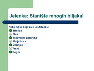 Jelenka: Stanište mnogih biljaka! Neke biljke koje žive uz Jelenku: Strelica Šaš  Močvarna perunika  Kaljužnica  Žabnjak  Trska Rogoz 