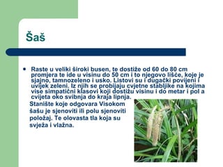 Šaš Raste u veliki široki busen, te dostiže od 60 do 80 cm promjera te ide u visinu do 50 cm i to njegovo lišće, koje je sjajno, tamnozeleno i usko. Listovi su i dugački povijeni i uvijek zeleni. Iz njih se probijaju cvjetne stabljike na kojima vise simpatični klasovi koji dostižu visinu i do metar i pol a cvijeta oko svibnja do kraja lipnja. Stanište koje odgovara Visokom šašu je sjenoviti ili polu sjenoviti  položaj. Te olovasta tla koja su  svježa i vlažna. 