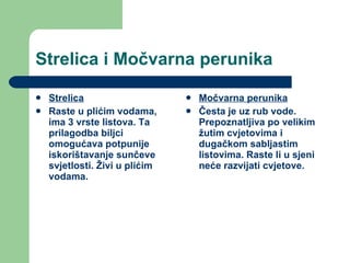 Strelica i Močvarna perunika  Strelica Raste u plićim vodama, ima 3 vrste listova. Ta prilagodba biljci omogućava potpunije iskorištavanje sunčeve svjetlosti. Živi u plićim vodama. Močvarna perunika Česta je uz rub vode. Prepoznatljiva po velikim žutim cvjetovima i dugačkom sabljastim listovima. Raste li u sjeni neće razvijati cvjetove. 