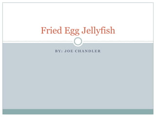 Fried Egg Jellyfish

   BY: JOE CHANDLER
 