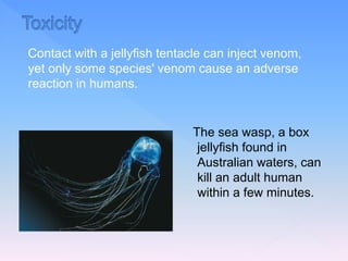 The sea wasp, a box
jellyfish found in
Australian waters, can
kill an adult human
within a few minutes.
Contact with a jellyfish tentacle can inject venom,
yet only some species' venom cause an adverse
reaction in humans.
 