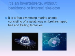  It is a free-swimming marine animal
consisting of a gelatinous umbrella-shaped
bell and trailing tentacles.
 