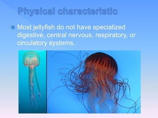  Most jellyfish do not have specialized
digestive, central nervous, respiratory, or
circulatory systems.
 