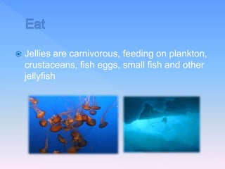  Jellies are carnivorous, feeding on plankton,
crustaceans, fish eggs, small fish and other
jellyfish
 