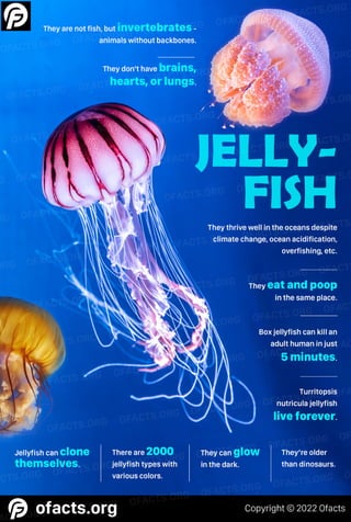 Jellyfish fact infographic