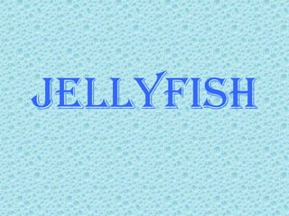 jellyfish
 