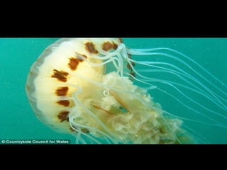 Jellyfish
By: Saleena Tyler
 