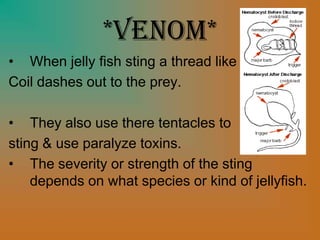 *Venom*
• When jelly fish sting a thread like
Coil dashes out to the prey.
• They also use there tentacles to
sting & use paralyze toxins.
• The severity or strength of the sting
depends on what species or kind of jellyfish.
 