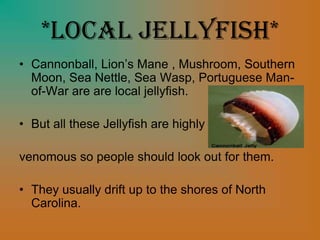 *Local Jellyfish*
• Cannonball, Lion’s Mane , Mushroom, Southern
Moon, Sea Nettle, Sea Wasp, Portuguese Man-
of-War are are local jellyfish.
• But all these Jellyfish are highly
venomous so people should look out for them.
• They usually drift up to the shores of North
Carolina.
 