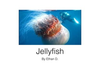 Jellyfish
 By Ethan D.
 