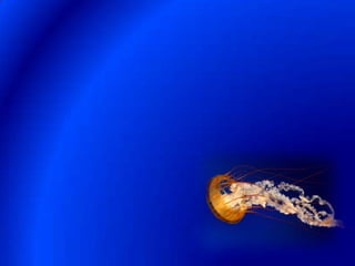 Jellyfish slides