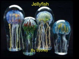 Jellyfish By Sydney` 